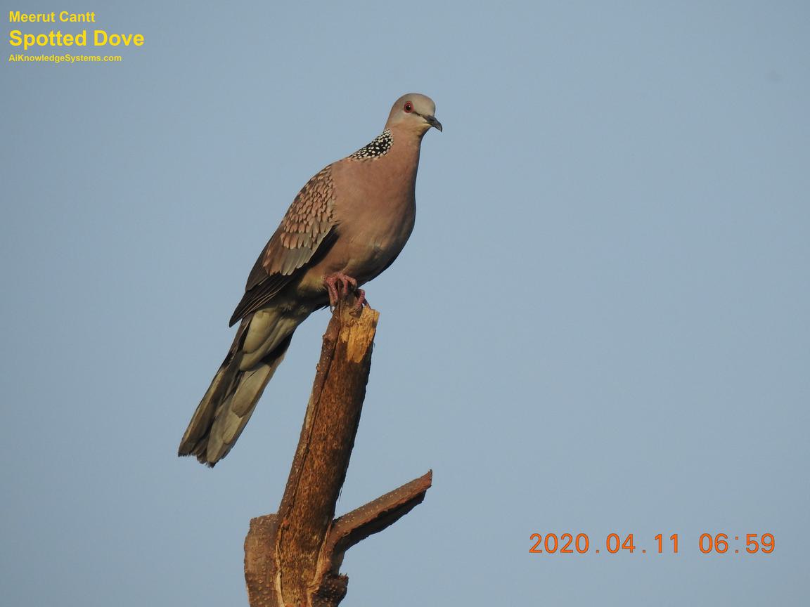 Dove Spotted (3) Coming Soon